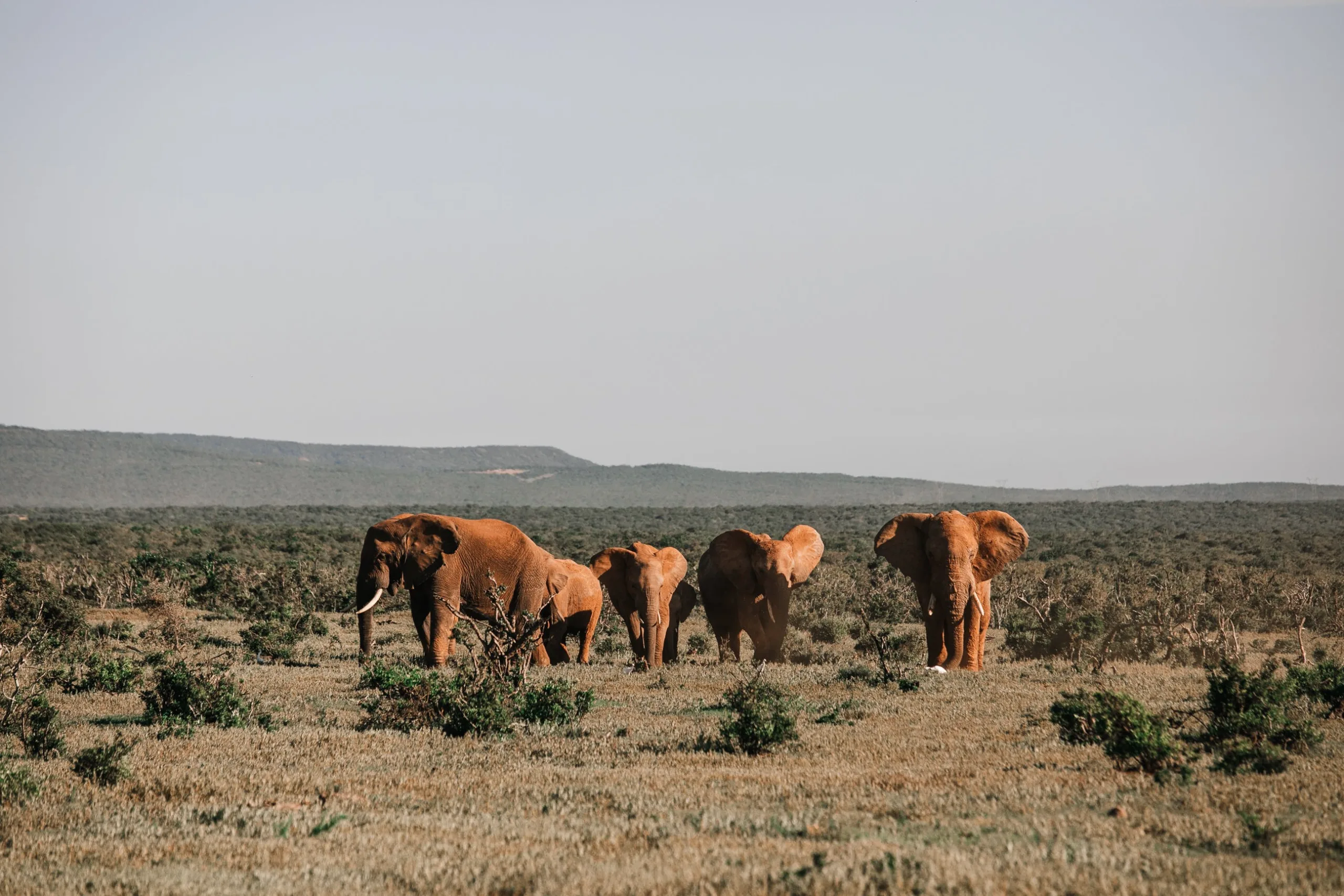 Safari África explorandodestinos